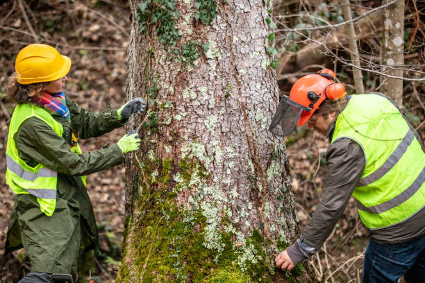 Best Tree and Shrub Care  in Jeffersontown, KY