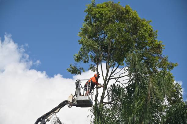 Best Tree Removal  in Jeffersontown, KY